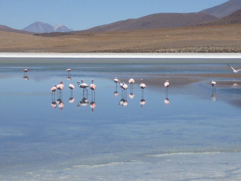 Travel - Bolivia - Salar De Uyuni - The Lakes